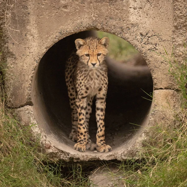 Cheetah Cub Staande Pijp Staring — Stockfoto