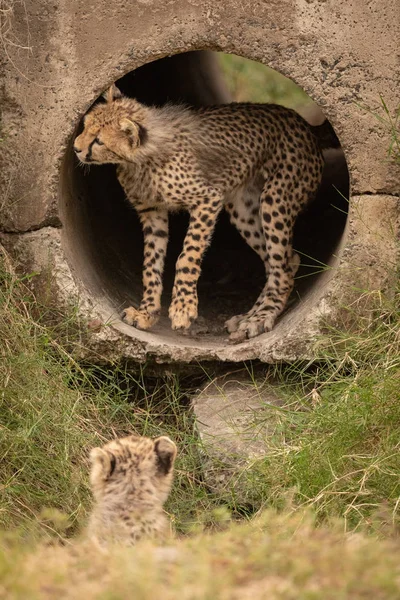 Cheetah Cub Stående Röret Nära Syskon — Stockfoto