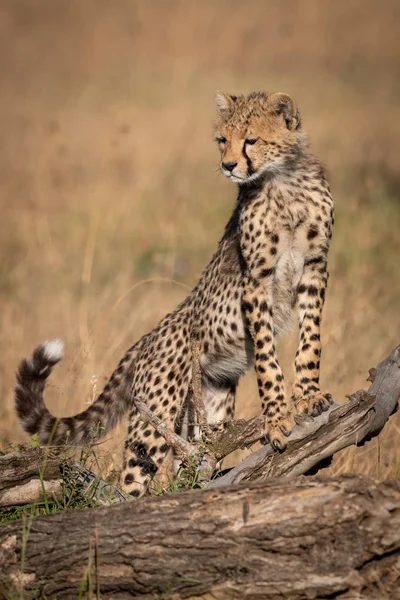 Τσίτα Cub Στέκεται Στο Αρχείο Καταγραφής Κοιτάζοντας Προς Κάτω — Φωτογραφία Αρχείου