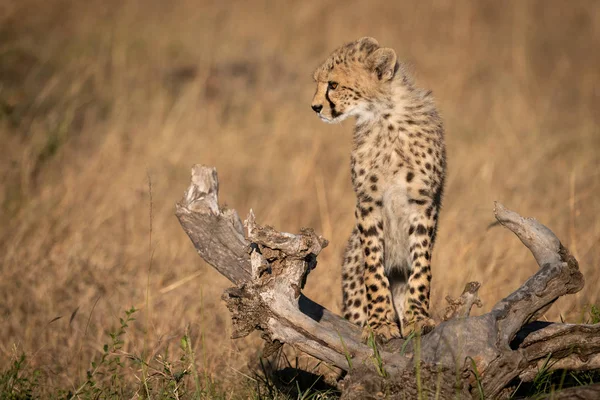 Cheetah Cub Staande Logboek Neerkijkt — Stockfoto