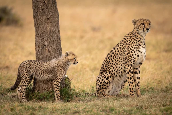 Cheetah Cub Staat Achter Moeder Gras — Stockfoto