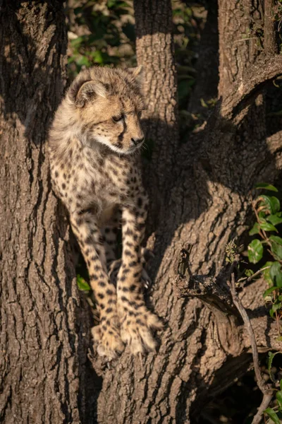 Gepardenjunges Steht Baum Und Schaut Nach Rechts — Stockfoto