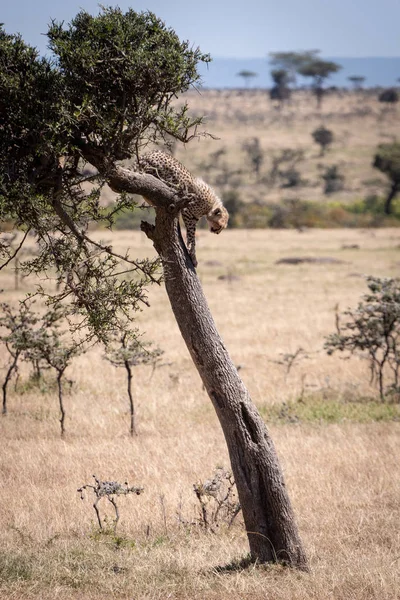 Cheetah Cub Stands Tree Staring — Stock Photo, Image