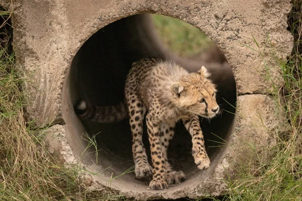Cheetah Cub Står Röret Ser Rätt — Stockfoto