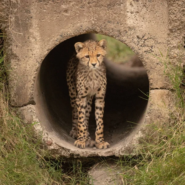 Cheetah Cub Staat Pijp Uitkijken — Stockfoto