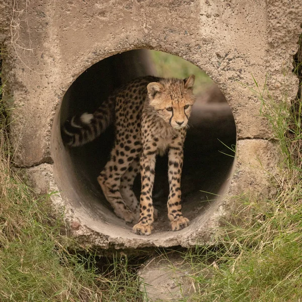 Cheetah Cub Staat Neerkijkt Uit Pijp — Stockfoto