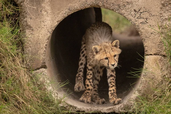 Cheetah Filhote Fica Cabeça Abaixamento Tubulação — Fotografia de Stock