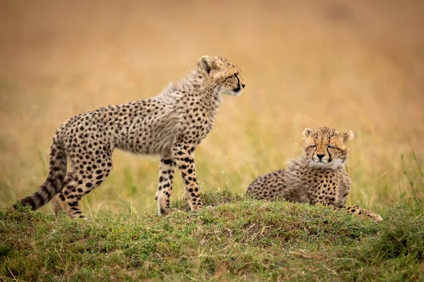 Petit Guépard Tient Près Frère Sur Herbe — Photo