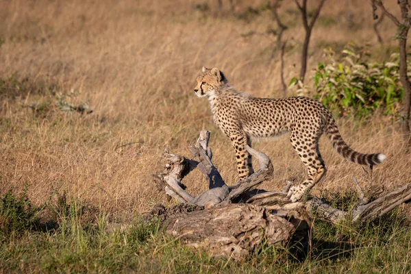 Cheetah Cub Tient Sur Profil — Photo