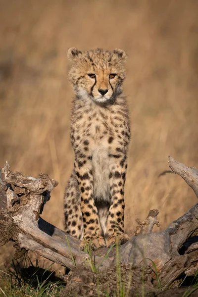 Cheetah Cub Stands Log Looking Right — Stock Photo, Image