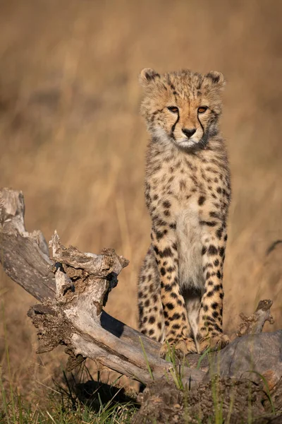 Cheetah Cub Stands Log Looking — Stock Photo, Image