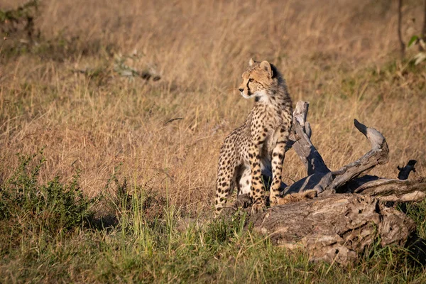 Savannah Günlük Çita Yavrusu Duruyor — Stok fotoğraf