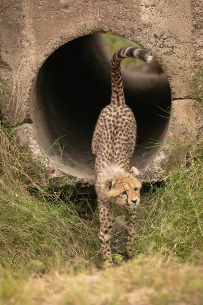 Cheetah Cub Steg Konkreta Pipe — Stockfoto