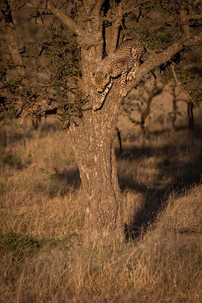 Cheetah Cub Zaczyna Się Zejść Drzewa — Zdjęcie stockowe