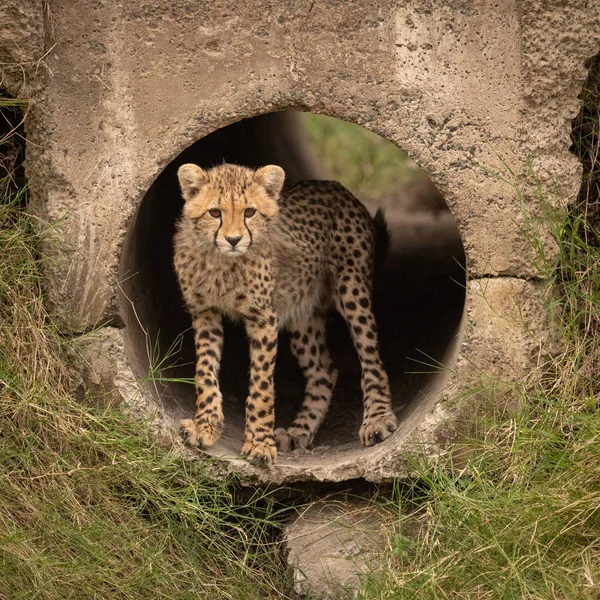 Cheetah Cub Stirrade Från Konkreta Röret — Stockfoto