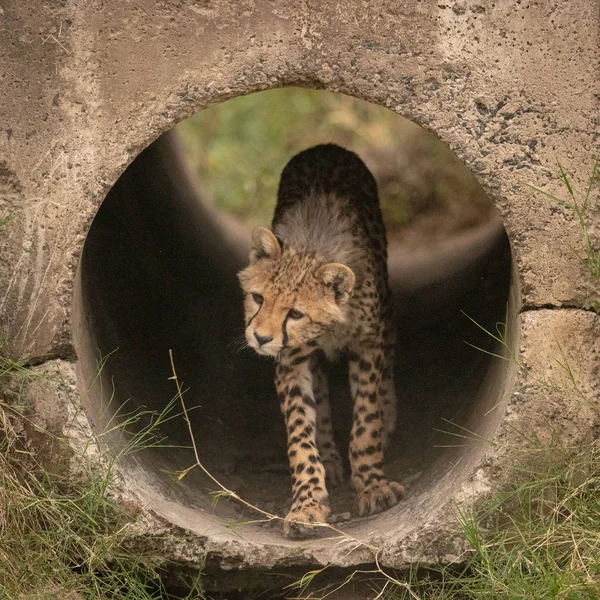 Cheetah Cub Vrider Huvudet Promenader Genom Röret — Stockfoto