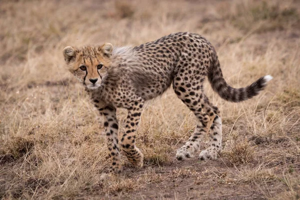 Petit Guépard Marchant Dans Les Prairies Tourne Tête — Photo