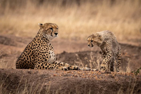 Cheetah Cub Gående Mot Mor Liggande — Stockfoto