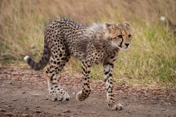 Cheetah Cub Walks Track Staring Ahead — Stock Photo, Image