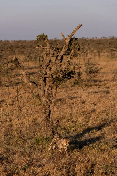 Cheetah Cub Walks Tree Savannah — Stock Photo, Image