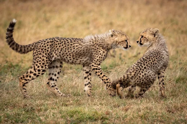 Cheetah Cub Loopt Naar Een Ander Zitten — Stockfoto