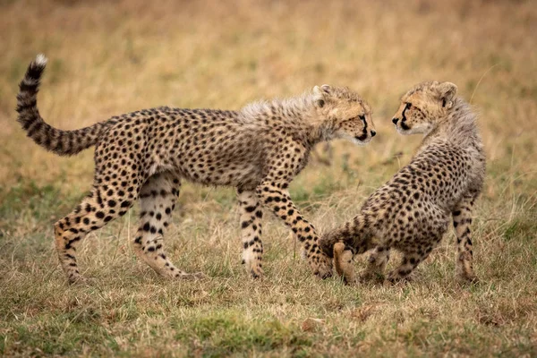 Guépard Ourson Marche Vers Autre Assis — Photo