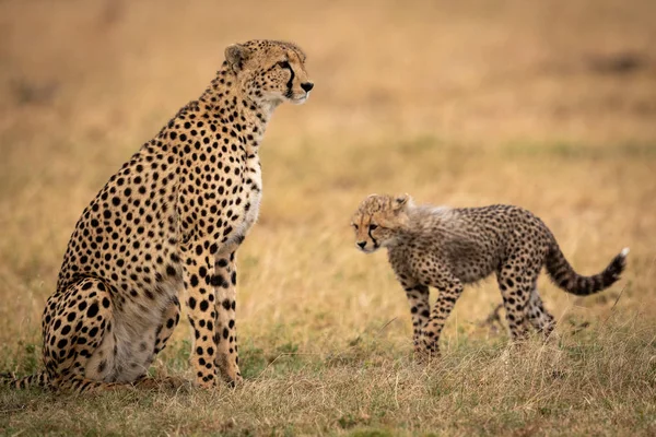 Cheetah Cub Wandelingen Naar Moeder Gras — Stockfoto