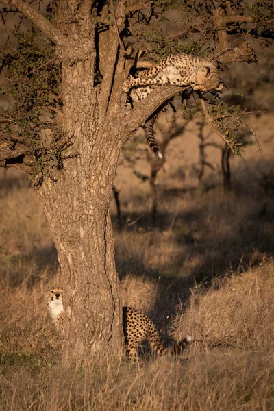 Cheetah Cub Horloges Erg Verschilt Van Boomtak — Stockfoto
