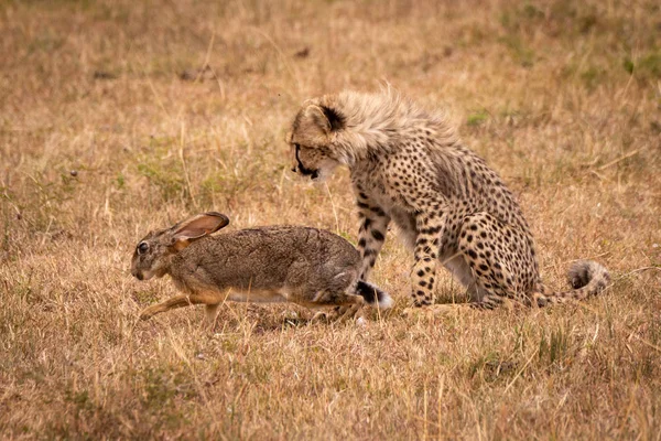 Çita Yavrusu Saatler Fırçalayın Tavşan Savannah Üzerinde — Stok fotoğraf