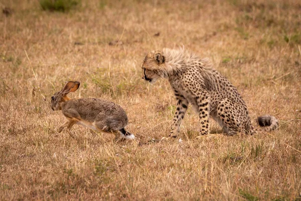 Cheetah Filhote Relógios Esfregar Lebre Fugir — Fotografia de Stock