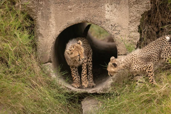 チーター コンクリート管から別を見て — ストック写真