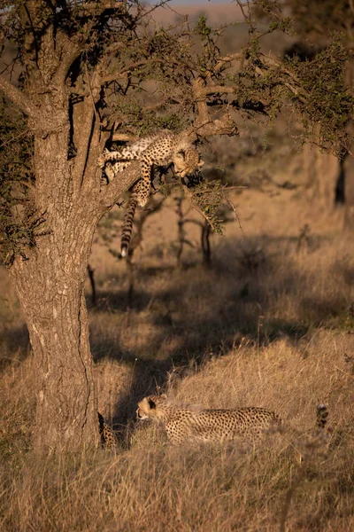Cheetah Cub Kijken Erg Verschilt Van Boomtak — Stockfoto