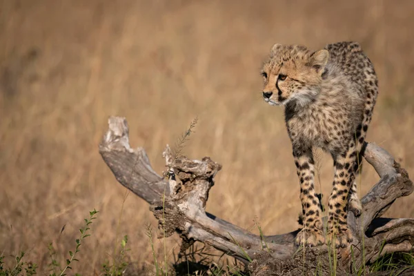 Cheetah Cubs Egyensúlyozó Log Úgy Néz Bal — Stock Fotó
