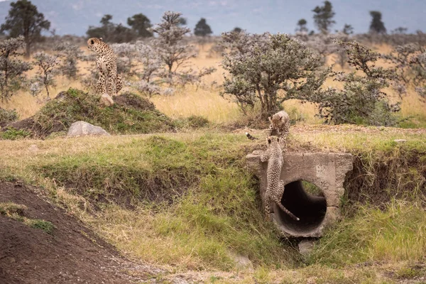 Stock image Cheetah cubs climb on pipe near mother