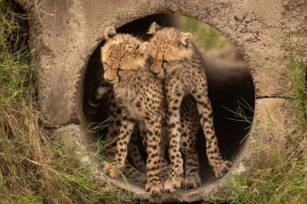 Cheetah Welpen Pijp Nuzzling Elkaar — Stockfoto