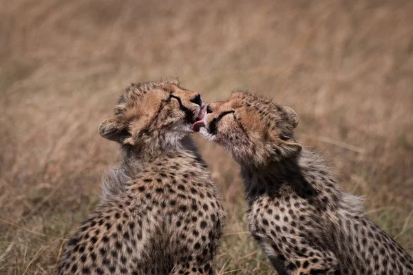 Cheetah Cubs Nyalás Egymást Közeli Képe — Stock Fotó