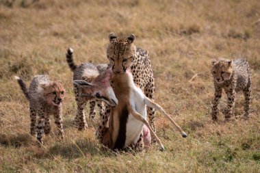 Cheetah Thomson ceylan ile üç yavrularını sürükler