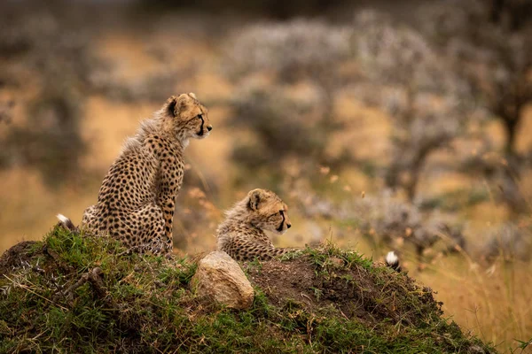 Gepard Mláďata Sedět Ležet Kopec — Stock fotografie