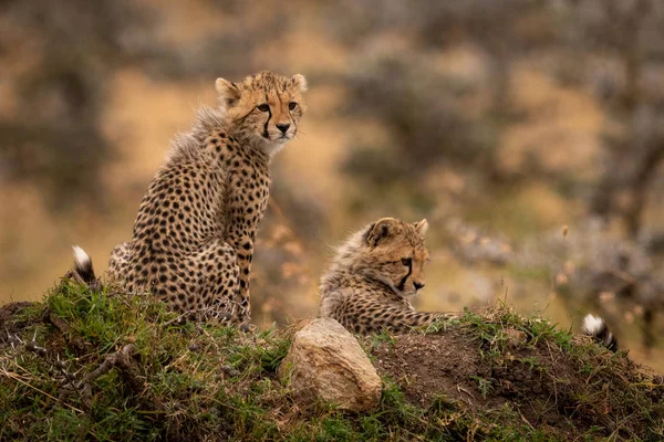Gepard Mláďata Sedící Ležící Pahorku — Stock fotografie