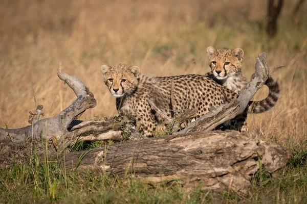 Gepard Mláďata Stojí Protokol Trávě — Stock fotografie