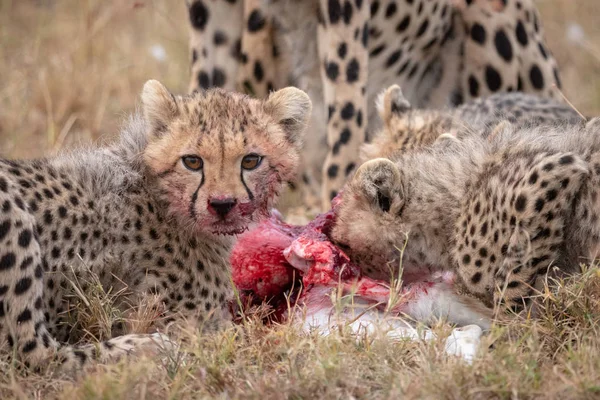 Cheetah Cubs Véres Szájjal Mellett Kill — Stock Fotó