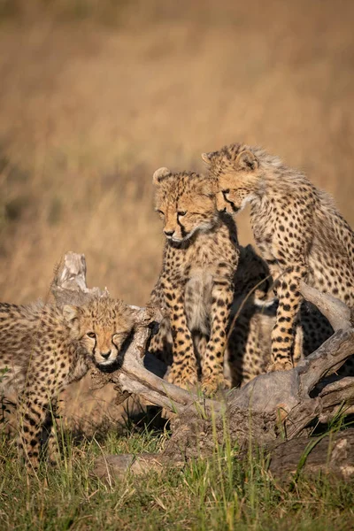 Cheetah Cubs Nézni Egy Másik Dörzsölje Ellen Napló — Stock Fotó