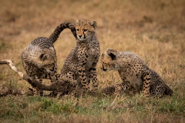 Çita Yavrularını Birbirlerini Kardeş Izlemek — Stok fotoğraf