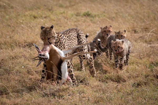 Cheetah Arrasta Thomson Gazelle Seguido Por Filhotes — Fotografia de Stock