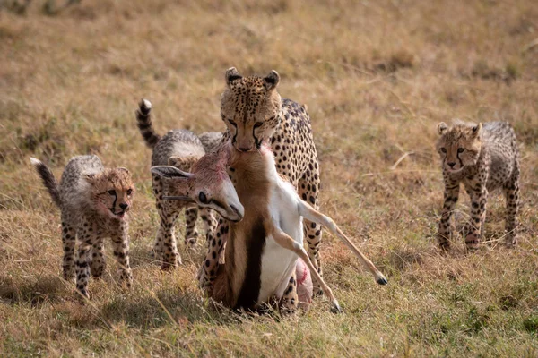 Cheetah Trascina Thomson Gazelle Con Tre Cuccioli — Foto Stock