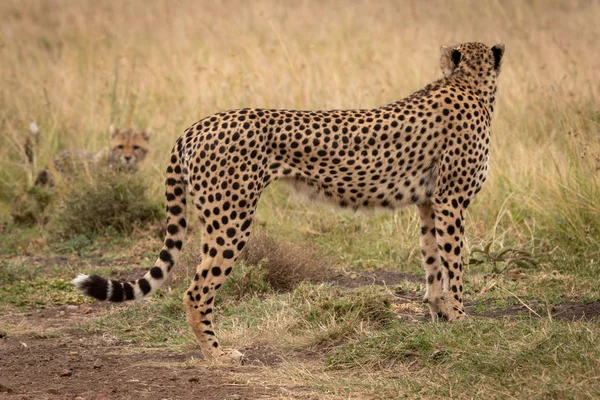 Guépard Dans Herbe Regarde Arrière Ourson — Photo