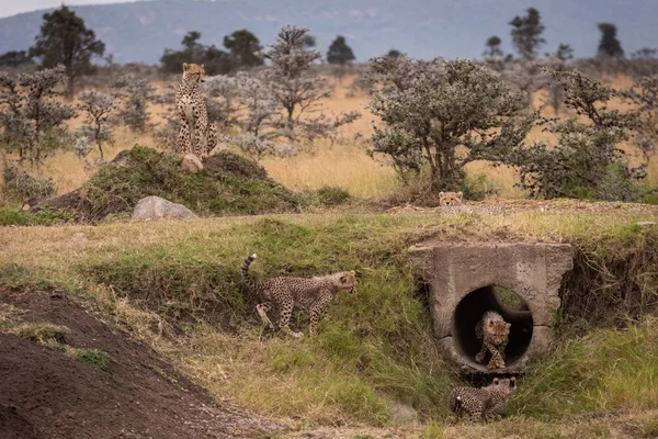 Guepardo Guarda Cachorros Jugando Tubería Hormigón — Foto de Stock