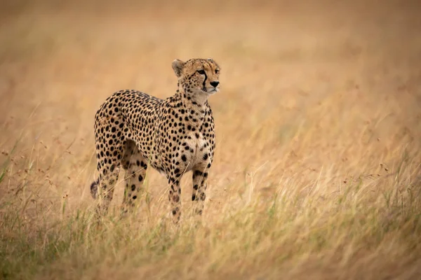Cheetah Het Lange Gras Staat Staren Recht — Stockfoto