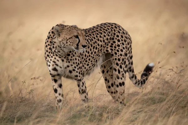 Cheetah in grass stands with head turned