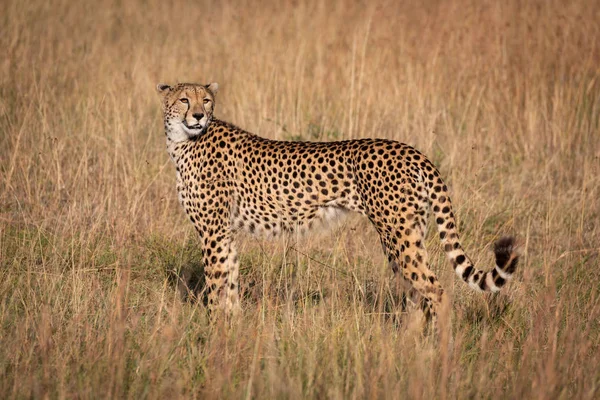 Cheetah Profil Regarde Arrière Dans Herbe — Photo